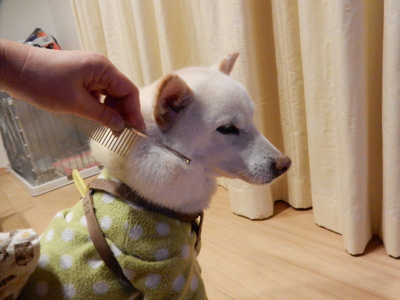 f:id:miyuki1967:20150330112437j:image:w450