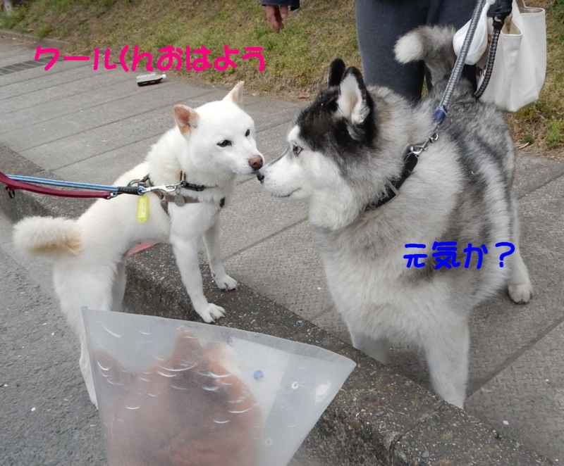 f:id:miyuki1967:20150403111054j:image:w450