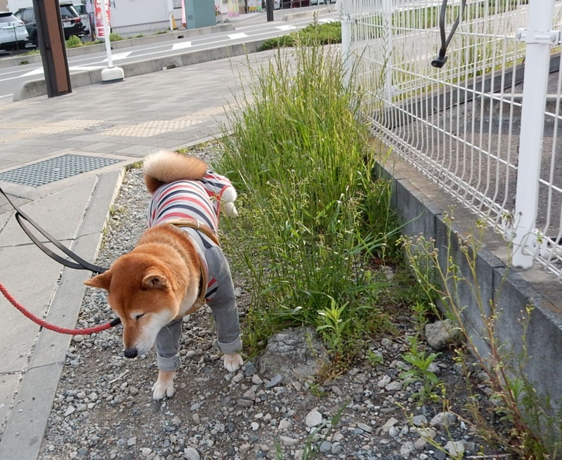 f:id:miyuki1967:20150413105323j:image:w450