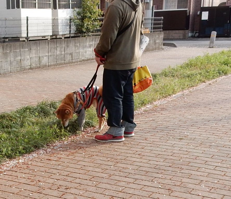 f:id:miyuki1967:20150413110814j:image:w450