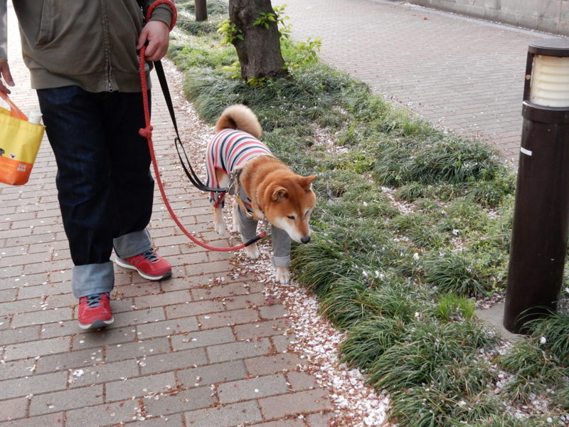 f:id:miyuki1967:20150413111612j:image:w450