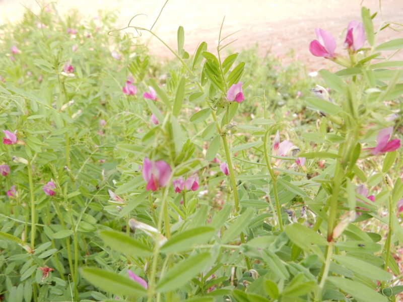 f:id:miyuki1967:20150413111757j:image:w450