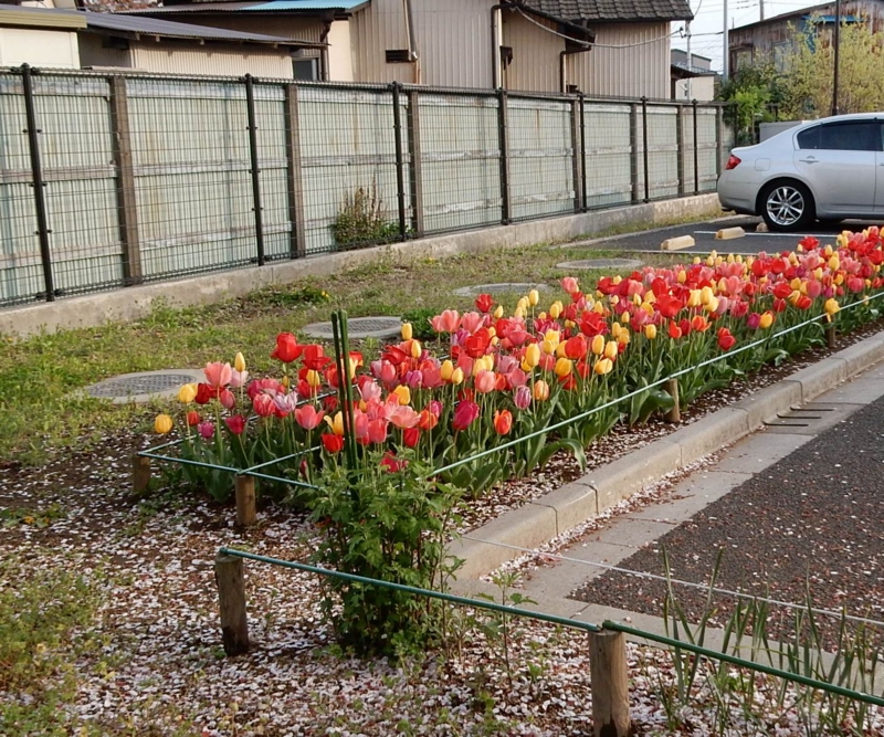 f:id:miyuki1967:20150413112201j:image:w450