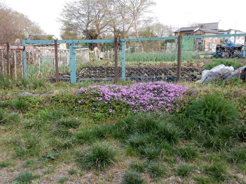 f:id:miyuki1967:20150413112810j:image:w450