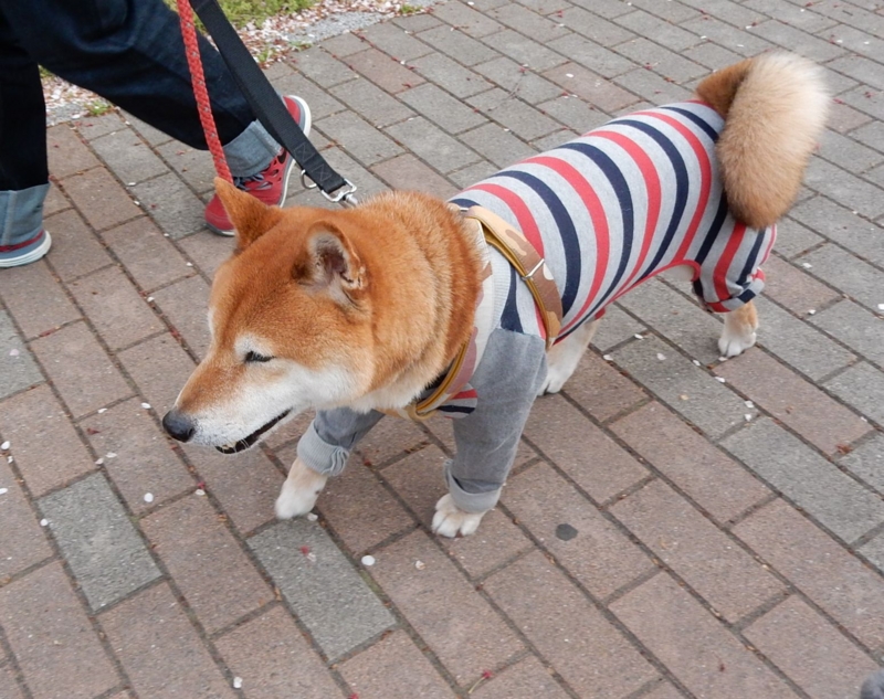 f:id:miyuki1967:20150413113610j:image:w450