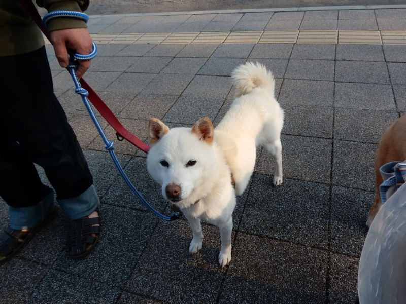 f:id:miyuki1967:20150417101003j:image:w450