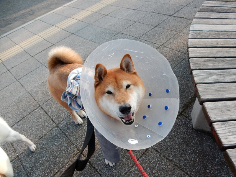 f:id:miyuki1967:20150417101013j:image:w450