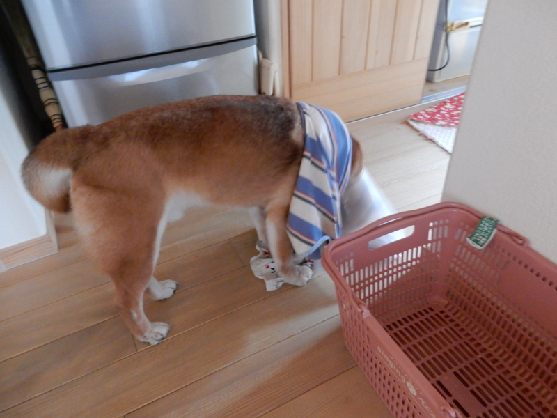 f:id:miyuki1967:20150417101419j:image:w450