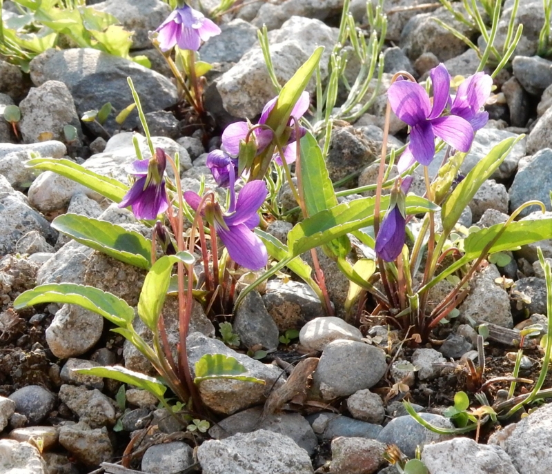 f:id:miyuki1967:20150417104233j:image:w450 f:id:miyuki1967:20150417104233j:image:w450