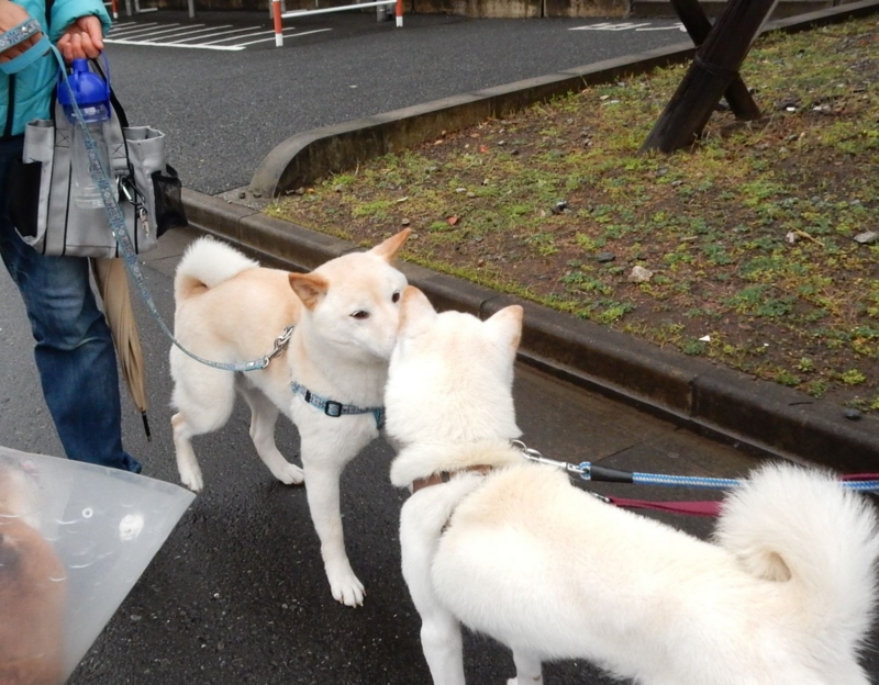 f:id:miyuki1967:20150417104715j:image:w450 f:id:miyuki1967:20150417104715j:image:w450