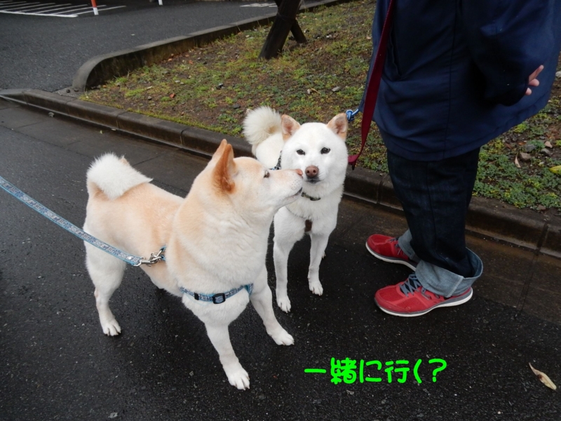 f:id:miyuki1967:20150417104847j:image:w450 f:id:miyuki1967:20150417104847j:image:w450