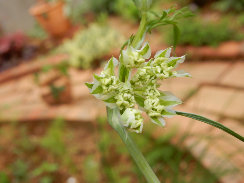 f:id:miyuki1967:20150427104918j:image:w450