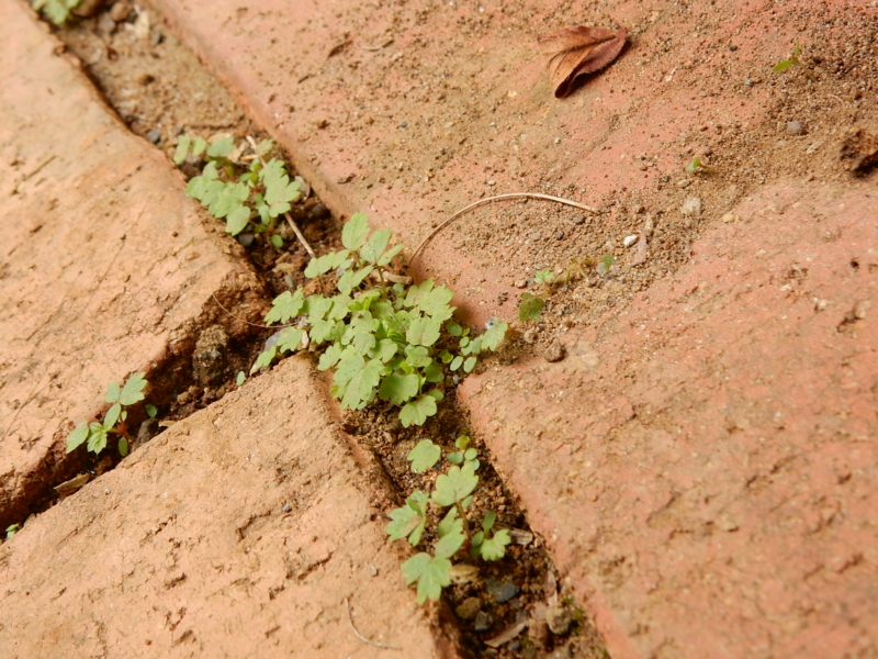 f:id:miyuki1967:20150427105956j:image:w450