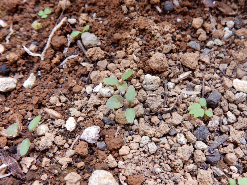 f:id:miyuki1967:20150427110259j:image:w450