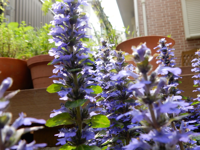 f:id:miyuki1967:20150427110543j:image:w450