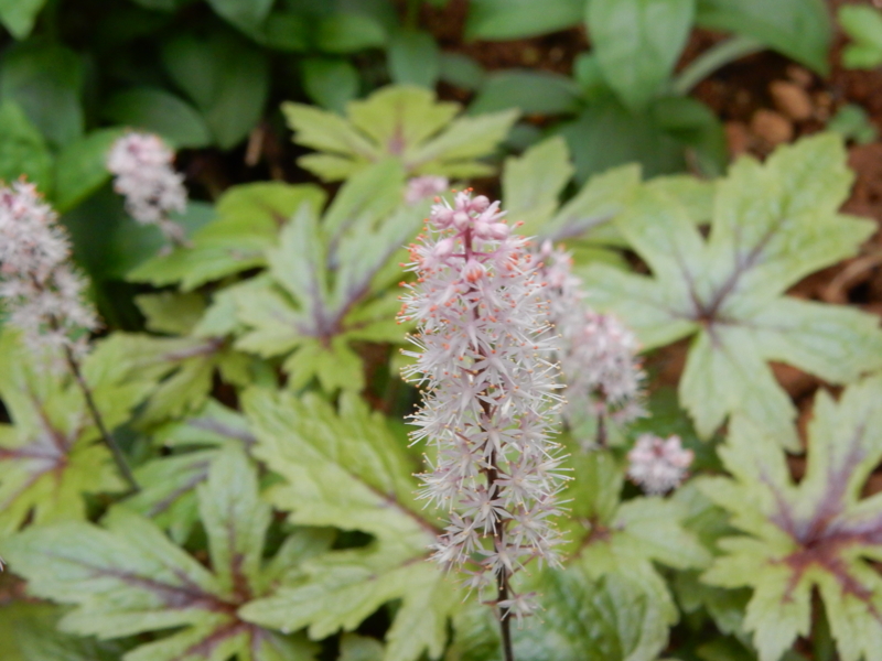 f:id:miyuki1967:20150427110822j:image:w450