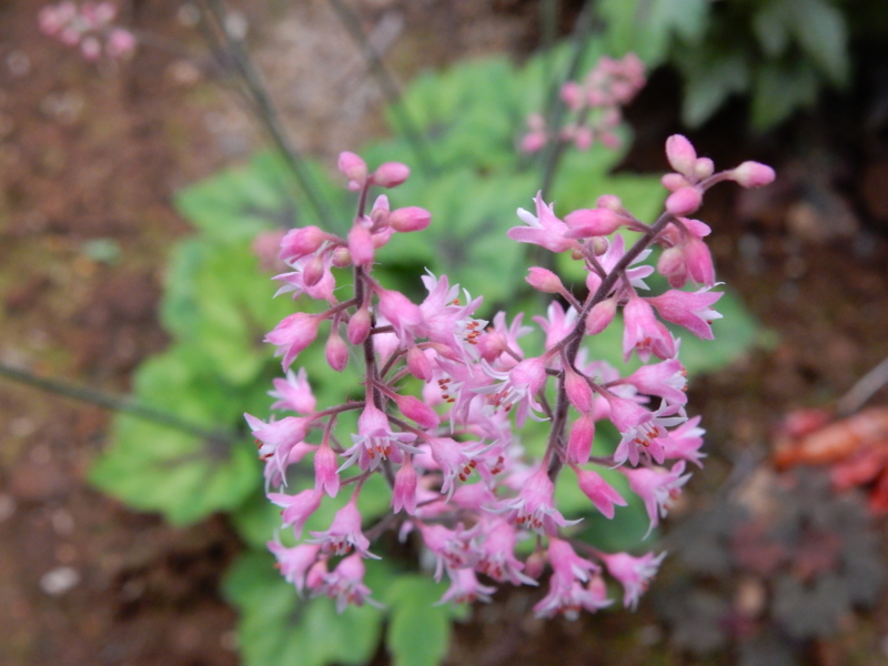 f:id:miyuki1967:20150427110832j:image:w450