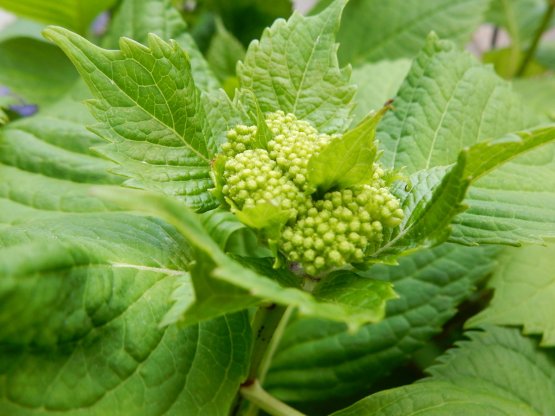 f:id:miyuki1967:20150427111958j:image:w450