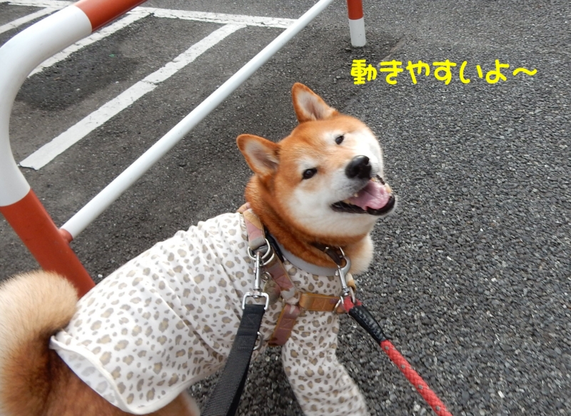 f:id:miyuki1967:20150610102958j:image:w450