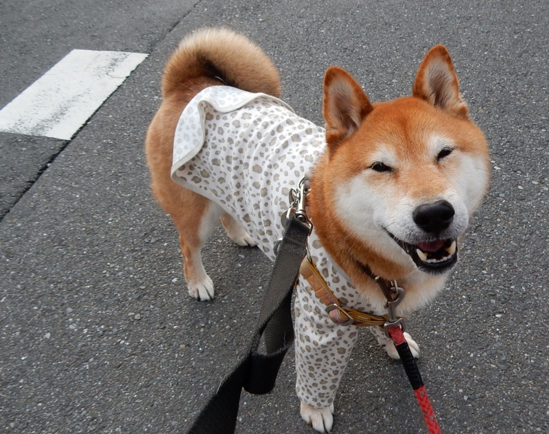 f:id:miyuki1967:20150610103024j:image:w450