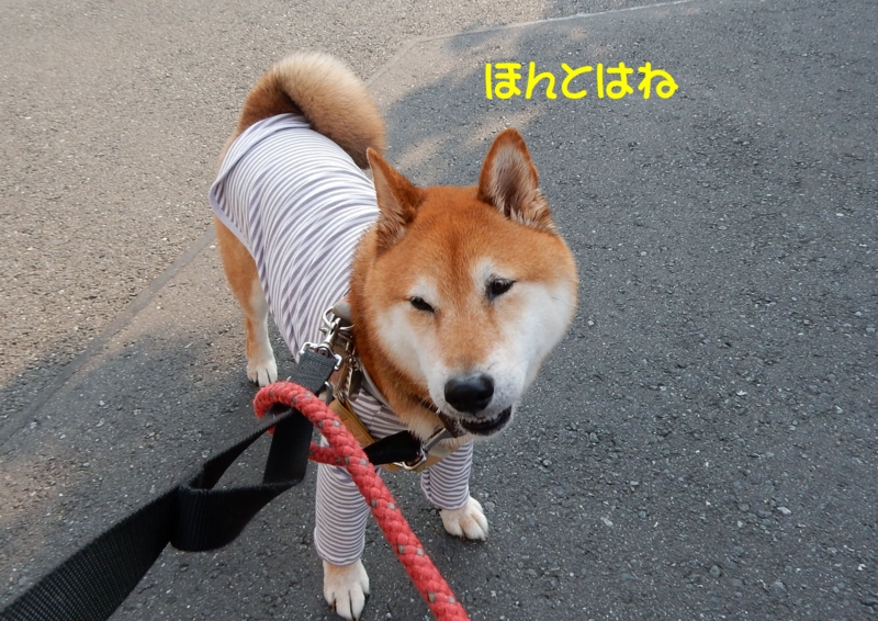f:id:miyuki1967:20150616112845j:image f:id:miyuki1967:20150616112845j:image