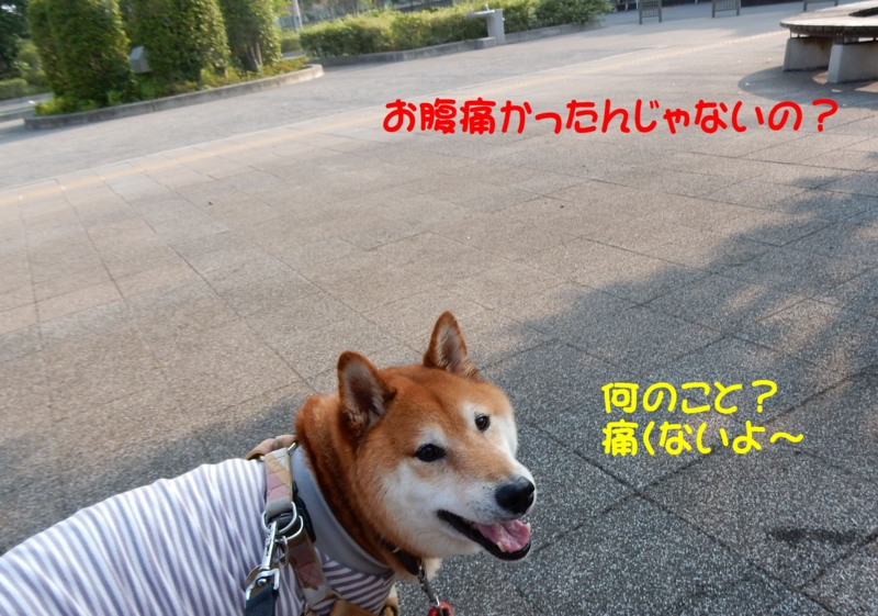 f:id:miyuki1967:20150616112853j:image f:id:miyuki1967:20150616112853j:image