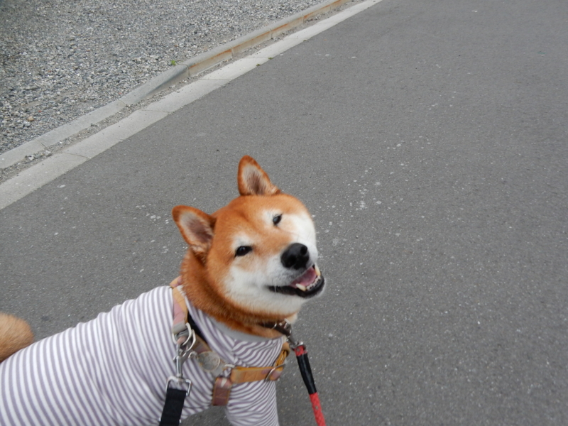 f:id:miyuki1967:20150617103806j:image:w450