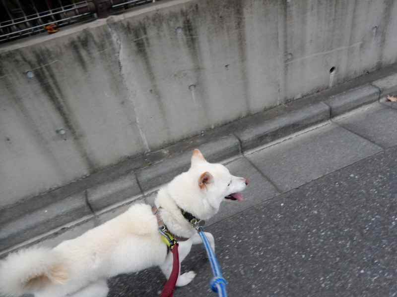 f:id:miyuki1967:20150617104312j:image:w450