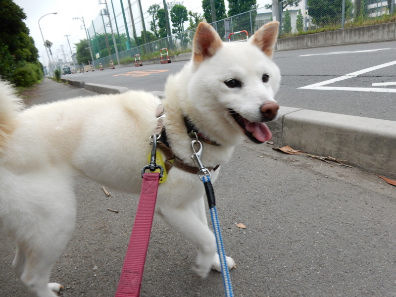 f:id:miyuki1967:20150617105042j:image:w450