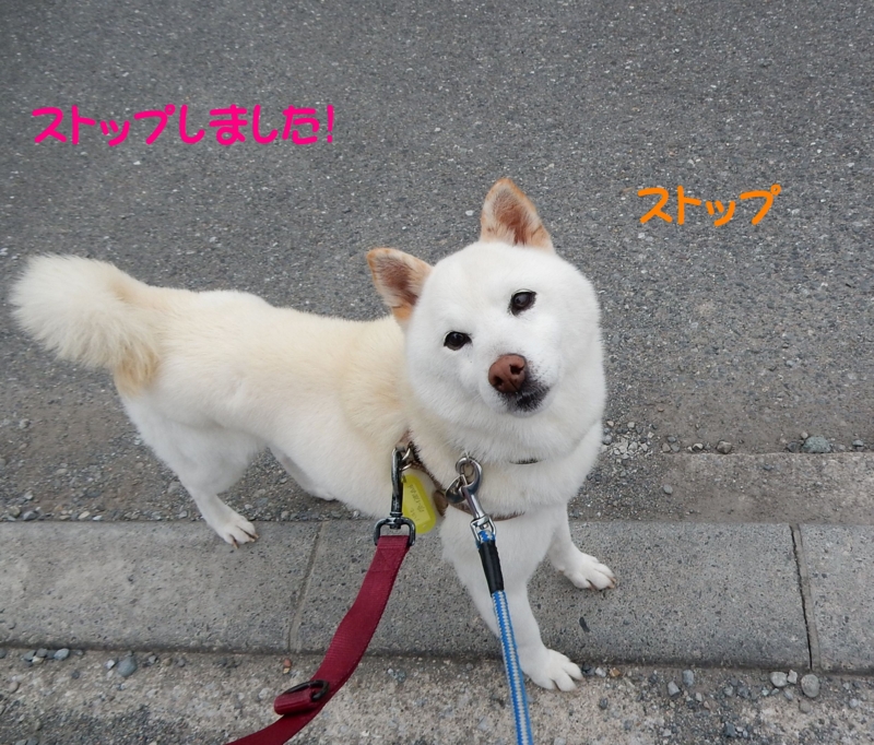 f:id:miyuki1967:20150617105145j:image:w450