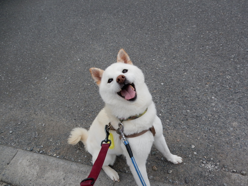 f:id:miyuki1967:20150617105257j:image:w450