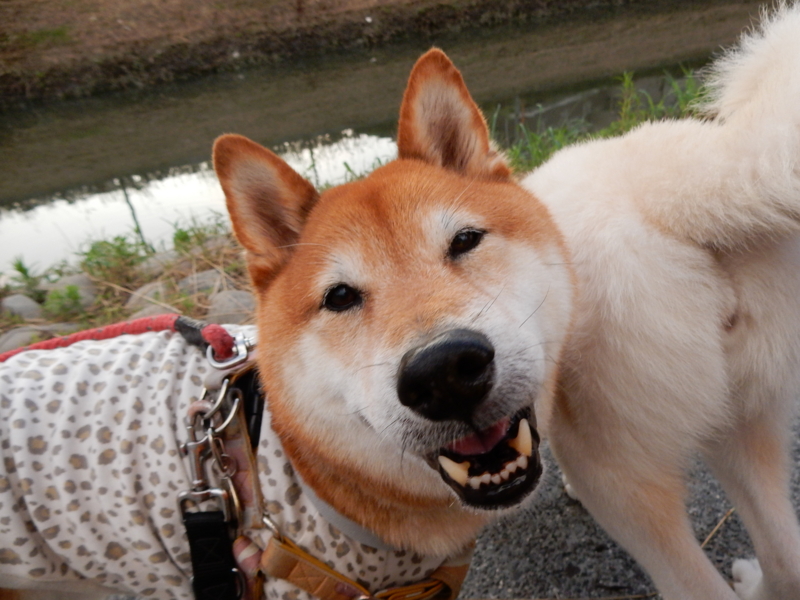 f:id:miyuki1967:20150622105427j:image:w450