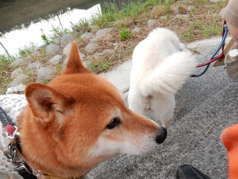 f:id:miyuki1967:20150622105532j:image:w450