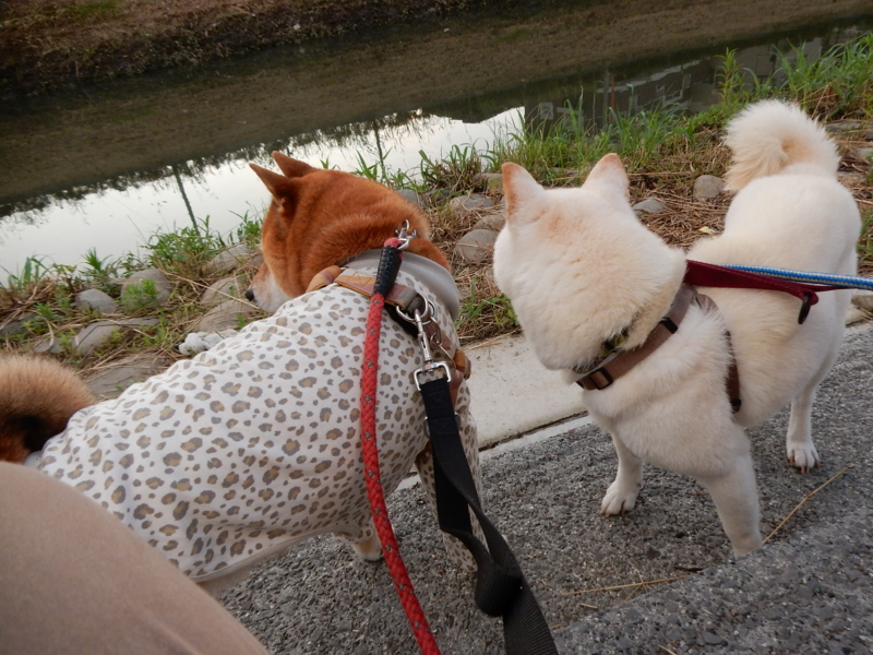 f:id:miyuki1967:20150622110757j:image:w450