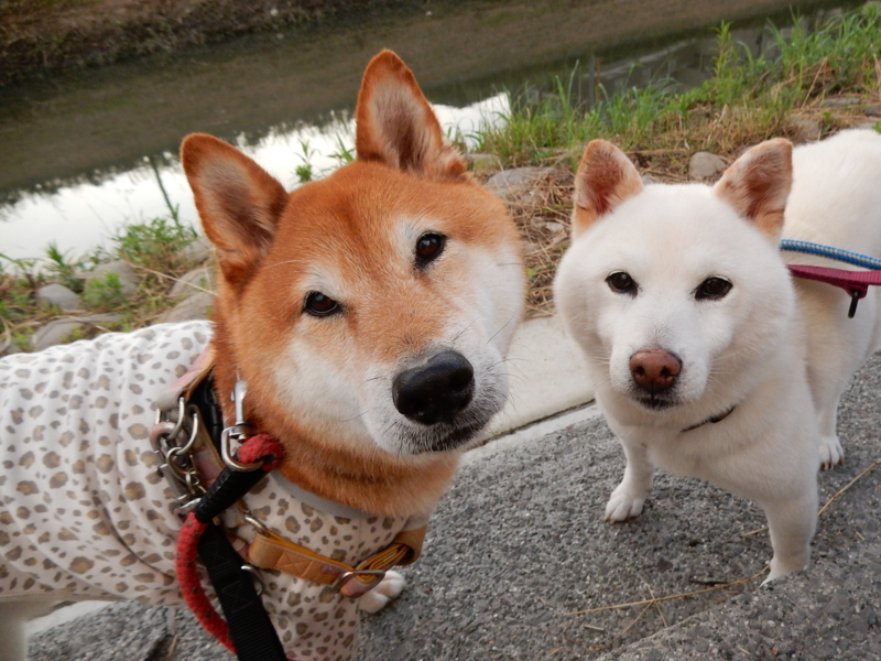 f:id:miyuki1967:20150622111047j:image:w450