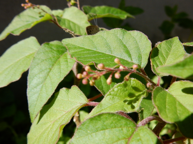 f:id:miyuki1967:20150722110644j:image:w450