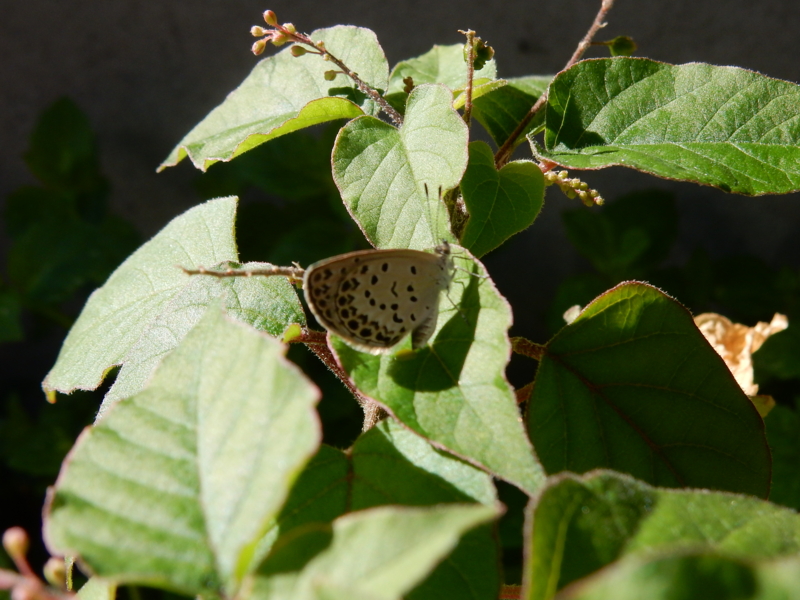 f:id:miyuki1967:20150722110814j:image:w450