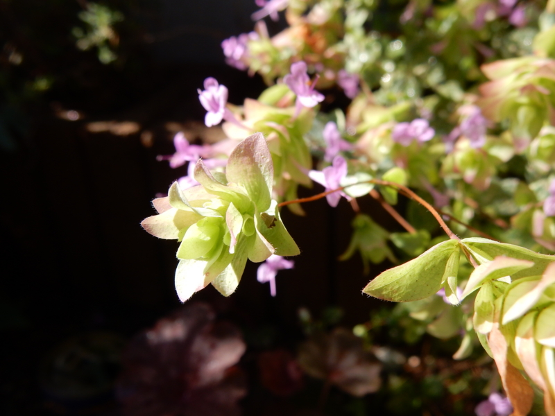 f:id:miyuki1967:20150722111012j:image:w450