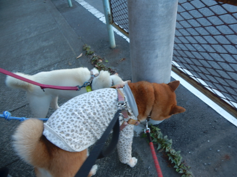 f:id:miyuki1967:20150722112719j:image:w450