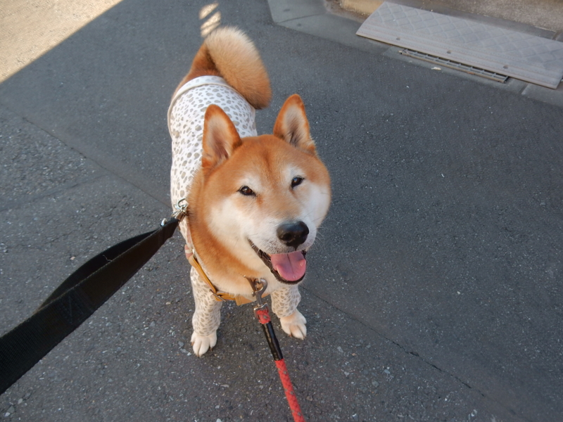 f:id:miyuki1967:20150722113529j:image:w450