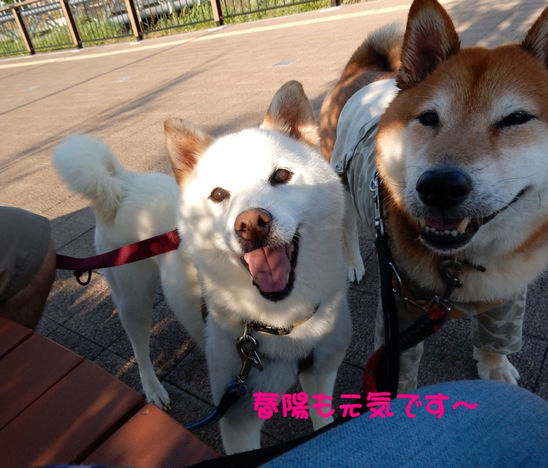 f:id:miyuki1967:20150806095738j:image:w450