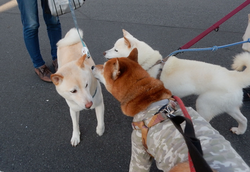 f:id:miyuki1967:20150806100155j:image:w450