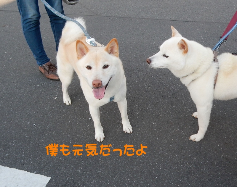 f:id:miyuki1967:20150806101157j:image:w450