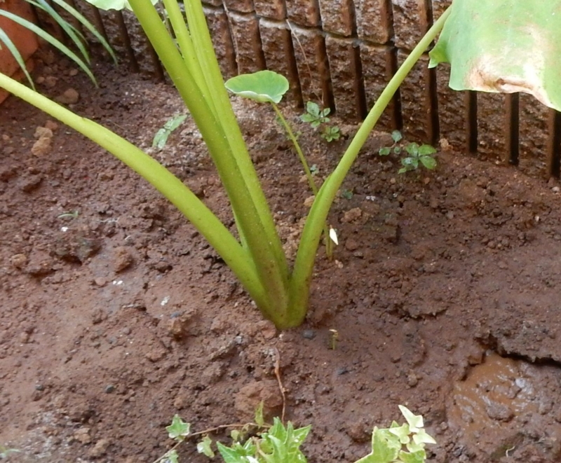 f:id:miyuki1967:20150806104519j:image:w450