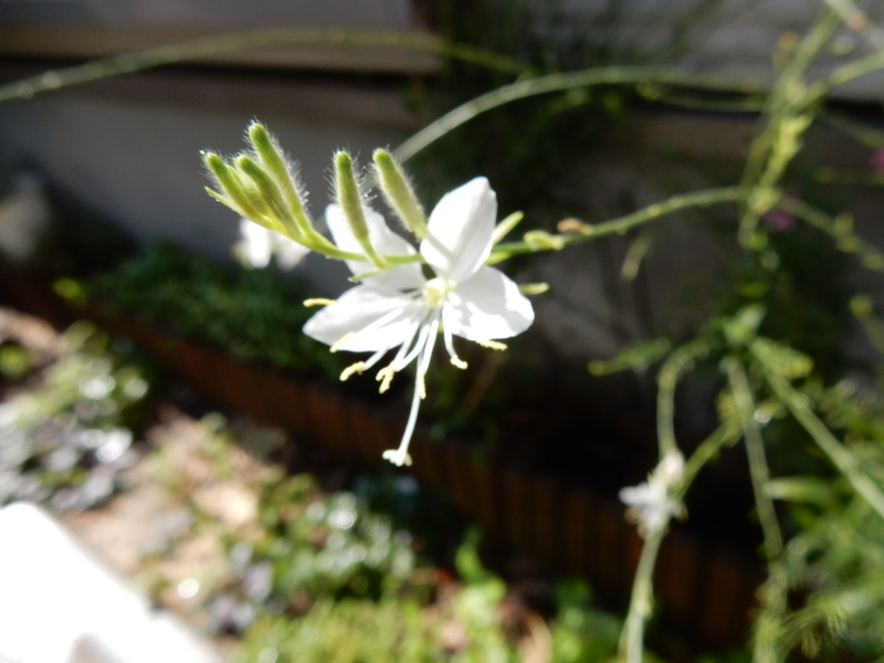 f:id:miyuki1967:20150806104955j:image:w450