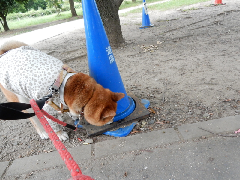 f:id:miyuki1967:20150820105040j:image:w450 f:id:miyuki1967:20150820105040j:image:w450