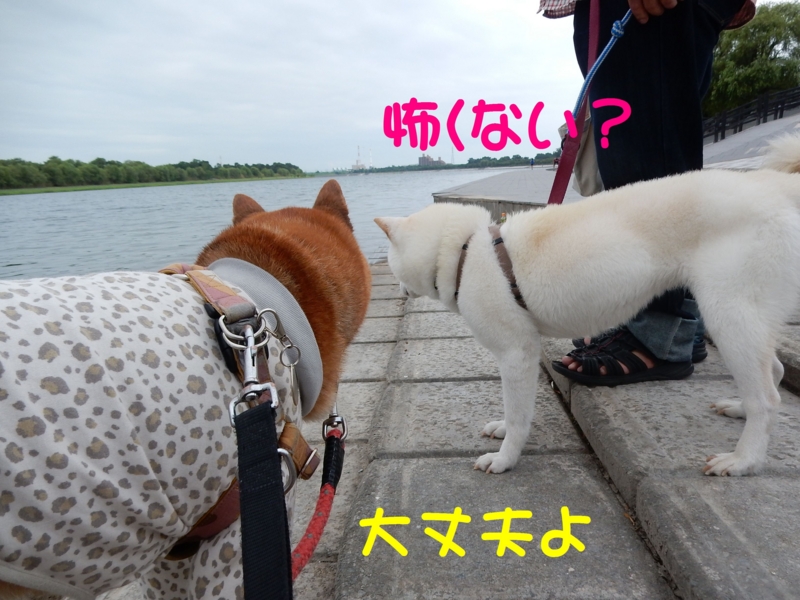 f:id:miyuki1967:20150820105335j:image:w450 f:id:miyuki1967:20150820105335j:image:w450