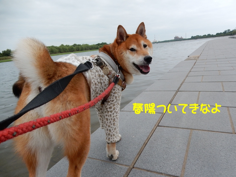 f:id:miyuki1967:20150820105509j:image:w450 f:id:miyuki1967:20150820105509j:image:w450