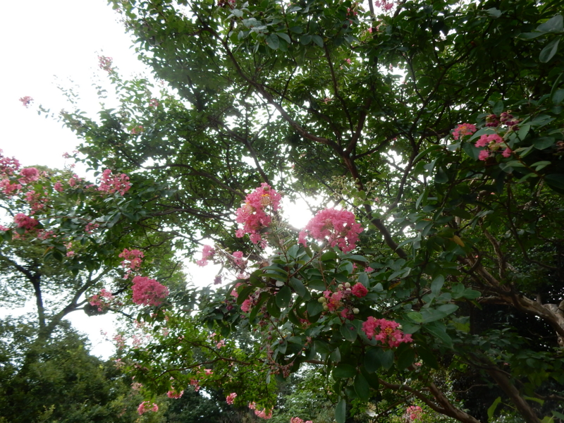 f:id:miyuki1967:20150820120242j:image:w450 f:id:miyuki1967:20150820120242j:image:w450