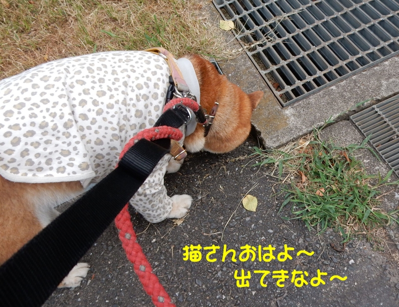 f:id:miyuki1967:20150820120310j:image:w450 f:id:miyuki1967:20150820120310j:image:w450